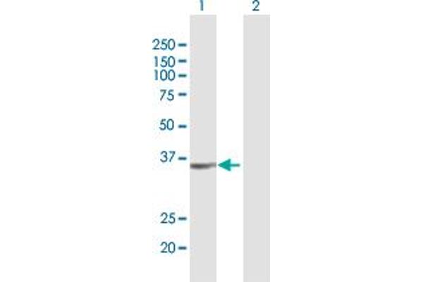 ALG5 antibody  (AA 1-324)