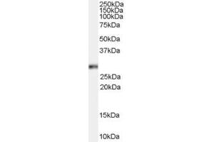 Western Blotting (WB) image for anti-Homeobox B13 (HOXB13) (C-Term) antibody (ABIN2465823) (HOXB13 antibody  (C-Term))