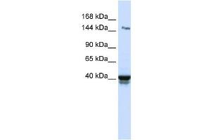 IGSF9 antibody used at 1 ug/ml to detect target protein. (IGSF9 antibody  (N-Term))