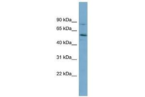 Syntrophin gamma 1 antibody  (Middle Region)