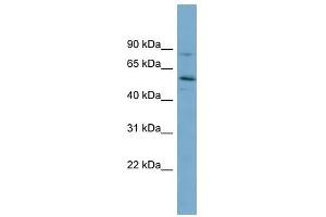 Syntrophin Gamma 1 antibody used at 1 ug/ml to detect target protein.