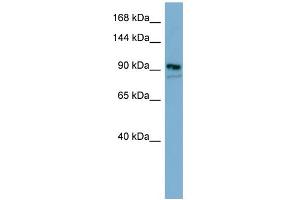 WB Suggested Anti-FAM62B Antibody Titration:  0. (FAM62B antibody  (Middle Region))