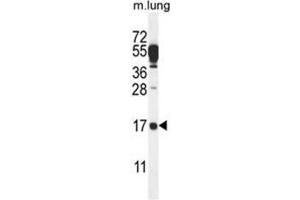 C14orf126 Antibody (C-term) western blot analysis in mouse lung tissue lysates (35µg/lane).