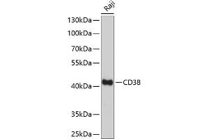 Western blot analysis of extracts of Raji cells, using CD38 Antibody (ABIN6130076, ABIN6138177, ABIN6138178 and ABIN6217677) at 1:1000 dilution. (CD38 antibody  (AA 46-300))