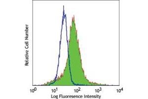 Image no. 1 for anti-Mannose Receptor (MR) antibody (ABIN205373) (Mannose Receptor antibody)