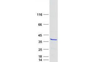 Validation with Western Blot (MEAF6 Protein (Myc-DYKDDDDK Tag))