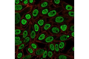 Immunofluorescent staining of paraformaldehyde-fixed HeLa cells with Pan-Nuclear Antigen Monoclonal Antibody (NM106) followed by goat anti-Mouse IgG-CF488 (Green). (Nuclear Antigen (Pan-Nuclear Marker) antibody)