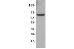 Image no. 1 for anti-Catenin (Cadherin-Associated Protein), beta 1, 88kDa (CTNNB1) antibody (ABIN475344) (CTNNB1 antibody)