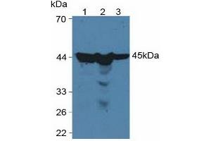 Western blot analysis of (1) Human HeLa cells, (2) Human HepG2 Cells and (3) Human 293T Cells. (PGK1 antibody  (AA 2-417))