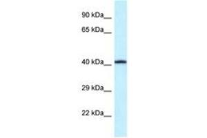 Image no. 1 for anti-Purinergic Receptor P2X, Ligand Gated Ion Channel 2 (P2RX2) (AA 90-139) antibody (ABIN6747564) (P2RX2 antibody  (AA 90-139))