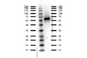 Western Blot of Rabbit anti-Abi1 antibody. (ABI1 antibody  (C-Term))
