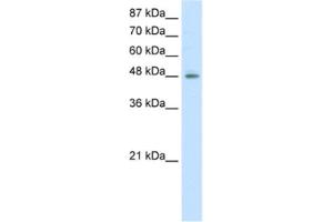 Western Blotting (WB) image for anti-ERGIC and Golgi 2 (ERGIC2) antibody (ABIN2461877) (ERGIC2 antibody)
