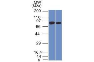 ABIN6383807 to Calnexin was successfully used to stain an approx. (Calnexin antibody  (Lumenal Region))