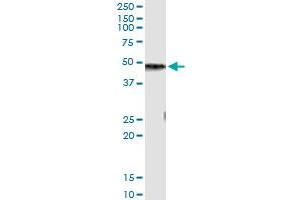 Immunoprecipitation of CPB1 transfected lysate using anti-CPB1 monoclonal antibody and Protein A Magnetic Bead , and immunoblotted with CPB1 MaxPab rabbit polyclonal antibody. (CPB1 antibody  (AA 14-417))