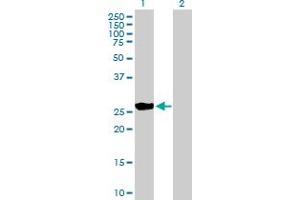 Western Blot analysis of BNIP1 expression in transfected 293T cell line by BNIP1 MaxPab polyclonal antibody. (BNIP1 antibody  (AA 1-228))