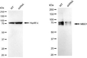 Western blotting analysis using MBD1 antibody (ABIN7799385).
