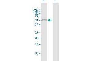 Western Blot analysis of WDR51B expression in transfected 293T cell line by WDR51B MaxPab polyclonal antibody. (POC1B antibody  (AA 1-478))