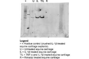 Sample Type: Equine Cartilage ExplantsPrimary Dilution: 1:1000Secondary: Abcam ab97200 (Dilution: 1:20,000)