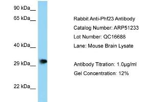 WB Suggested Anti-Phf23 Antibody   Titration: 1.