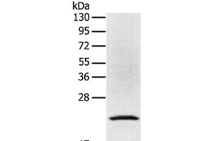 Western Blot analysis of Jurkat cell using TP53I11 Polyclonal Antibody at dilution of 1:400 (TP53I11 antibody)