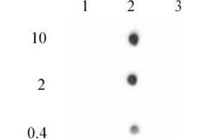 Histone H2A. (H2AFZ antibody  (C-Term))