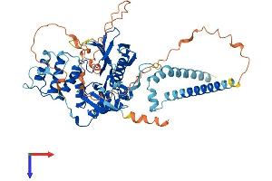 AlphaFold protein structure predicition of Human Recombinant FRMD5 Protein, UniprotID Q7Z6J6 (FRMD5 Protein (AA 1-570) (His tag))