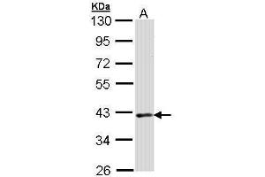 WB Image Sample (30 ug of whole cell lysate) A: Raji 10% SDS PAGE antibody diluted at 1:1000 (DMC1 antibody  (Center))