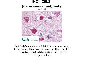 Image no. 1 for anti-G Protein-Coupled Receptor 77 (GPR77) (C-Term), (Cytoplasmic Domain) antibody (ABIN1732503)
