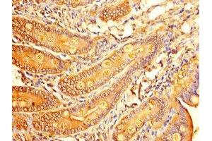 Immunohistochemistry of paraffin-embedded human small intestine tissue using ABIN7153215 at dilution of 1:100 (ALDOC antibody  (AA 190-354))