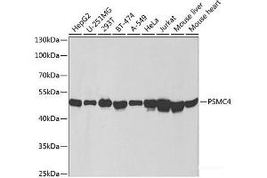 Western blot analysis of extracts of various cell lines using PSMC4 Polyclonal Antibody at dilution of 1:1000. (PSMC4 antibody)