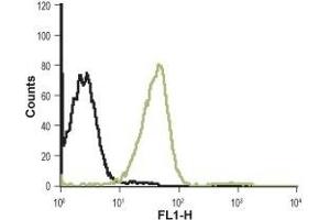 Cell surface detection of CXCR1 in Jurkat living cells: (black line) Unstained cells. (CXCR1 antibody  (Extracellular, N-Term))