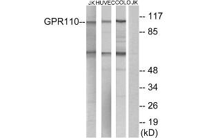 Western blot analysis of extracts from Jurkat cells, HUVEC cells and COLO cells, using GPR110 antibody. (G Protein-Coupled Receptor 110 antibody  (C-Term))