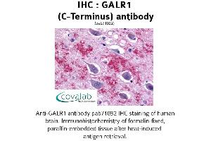 Image no. 1 for anti-Galanin Receptor 1 (GALR1) (C-Term) antibody (ABIN1734567) (Galanin Receptor 1 antibody  (C-Term))