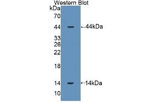 Figure. (SFTPD antibody  (AA 20-374))
