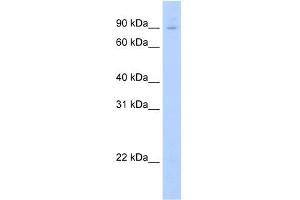 WB Suggested Anti-E2f7 Antibody Titration:  0.