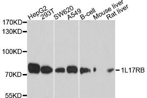 Western blot analysis of extracts of various cell lines, using IL17RB antibody (ABIN6003845) at 1/1000 dilution.