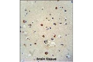 RILPL1 antibody (C-term) (ABIN654255 and ABIN2844075) immunohistochemistry analysis in formalin fixed and paraffin embedded human brain tissue followed by peroxidase conjugation of the secondary antibody and DAB staining. (RILPL1 antibody  (C-Term))