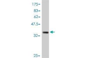 CTNNBIP1 antibody  (AA 1-81)