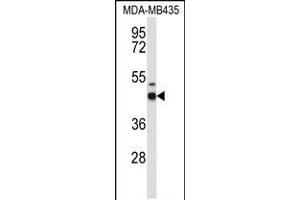 Western blot analysis of GABRD Antibody in MDA-MB435 cell line lysates (35ug/lane) (GABRD antibody  (AA 331-358))