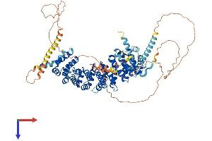 AlphaFold protein structure predicition of Mouse Recombinant Terb1 Protein, UniprotID Q8C0V1 (CCDC79 Protein (AA 1-768) (His tag))