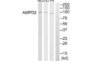 Western blot analysis of extracts from HeLa cells, NIH-3T3 cells and COLO205 cells, using AMPD2 antibody. (AMPD2 antibody)