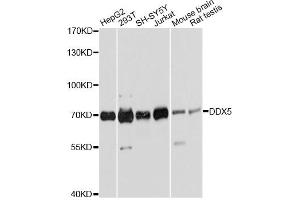 Western blot analysis of extracts of various cell lines, using DDX5 antibody (ABIN6291987) at 1:2000 dilution. (DDX5 antibody)