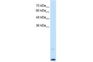 WB Suggested Anti-MYC Antibody Titration:  0. (c-MYC antibody  (C-Term))