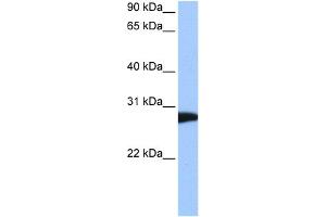 WB Suggested Anti-NSF Antibody Titration:  0. (NSF antibody  (C-Term))