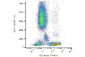 Surface staining of human peripheral blood with anti-human CD2 (MEM-65) purified, GAM-APC. (CD2 antibody)