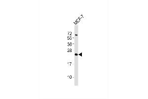 Anti-ATP5S Antibody at 1:1000 dilution + MCF-7 whole cell lysates Lysates/proteins at 20 μg per lane. (ATP5S antibody)