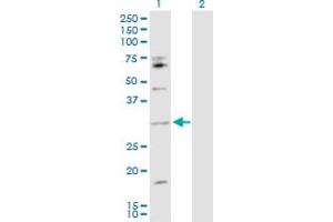 Western Blot analysis of IL17B expression in transfected 293T cell line by IL17B MaxPab polyclonal antibody. (IL17B antibody  (AA 1-180))