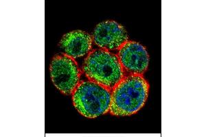 Confocal immunofluorescent analysis of SSH3 Antibody (C-term) (ABIN655643 and ABIN2845120) with Hela cell followed by Alexa Fluor 488-conjugated goat anti-rabbit lgG (green). (SSH3 antibody  (C-Term))