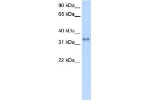 WB Suggested Anti-CA4 Antibody Titration:  0. (CA4 antibody  (C-Term))