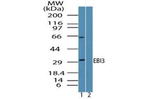 Image no. 1 for anti-Interleukin-27 subunit beta (IL-27b) (AA 200-230) antibody (ABIN960149) (EBI3 antibody  (AA 200-230))